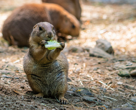 Pairie Dog eating