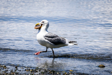 seagull on the beach