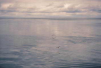 Seagulls flying over ocean