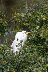 A beautiful great egrets in the trees building a nest at Magnolia Gardens in South Carolina.