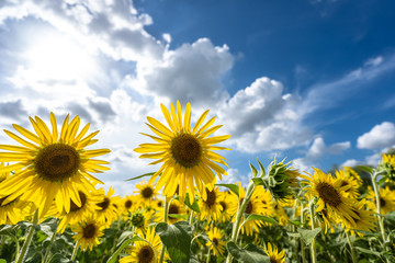 sunflower in garden