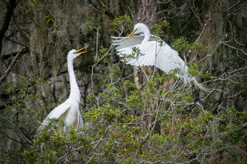 Beautiful great egrets in the trees building a nest at Magnolia Gardens in South Carolina.
