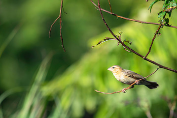 Golden sparrow Bird or Ploceus hypoxanthus on branches Background green leaves