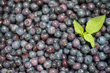 Natural blueberry background with green leaf