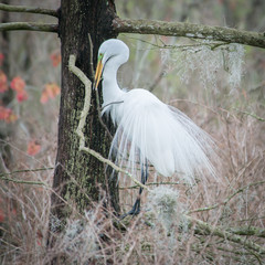 A beautiful great egrets in the trees building a nest at Magnolia Gardens in South Carolina.