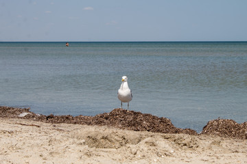 Birds in wildlife - a large white seagull sits on the beach of a calm sea.