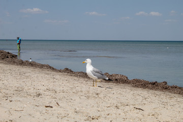 Birds in wildlife - a large white seagull sits on the beach of a calm sea.