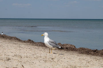Birds in wildlife - a large white seagull sits on the beach of a calm sea.