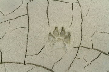 Dog footprints on mud at mangrove forest.