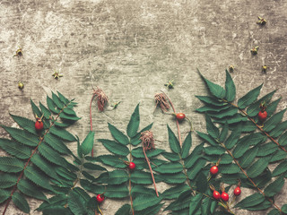 Various wild herbs and berries are on a cement background with cracks and scuffs. Flat lay.