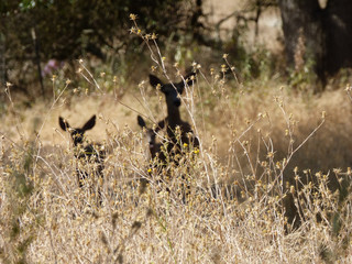 Deer Grassland Shadows