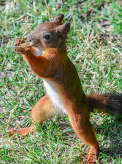 Red squirrel with pleasure eating a nut with which she was treated by visitors to the park.