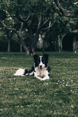 Border collie dog sitting on grass