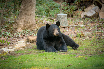 Huge black bear sitting on the grass with its leg up at a home near Asheville, North Carolina.