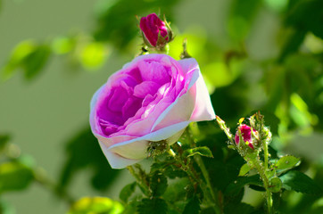 Street wild pink rose