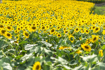 Obraz premium sunflower in garden