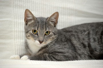 Gray adult mongrel cat lies