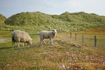 Fototapeta premium Schafe auf der Insel Sylt