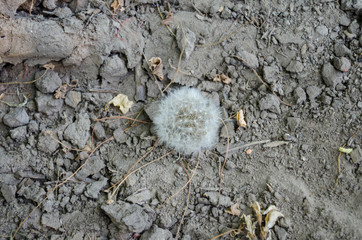 Dried dandelion on dry ground. Drought concept