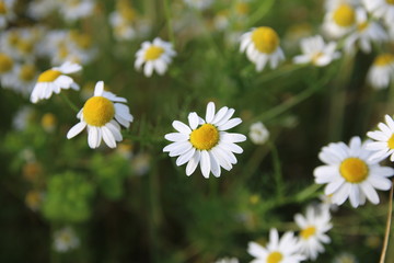 Weiße Kamillenblüten vor einem Gerstenfeld 
