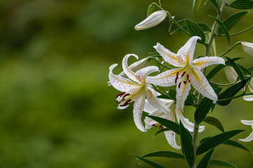 Flower of gold-banded lily, Lilium auratum