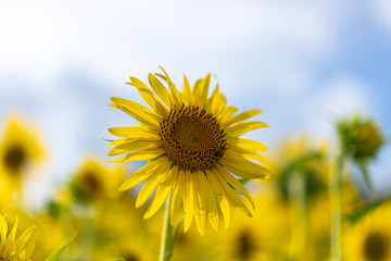 sunflower
