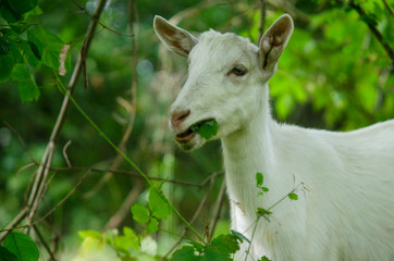 Goat in the forest eating grass. Goat portrait photography