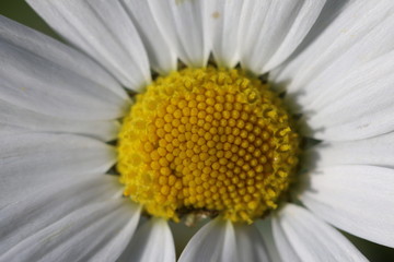 Obraz premium Weiße Kamillenblüten vor einem Gerstenfeld 