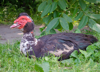 Old muscovy duck portrait on a green background on nature
