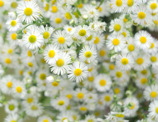 Chamomile flowers field background. Beautiful natural background with blooming daisies. Selective focus