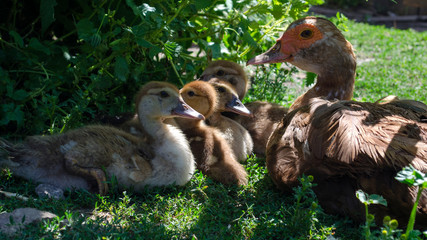 Family of ducks. Mom duck and little ducklings relax in the shade of trees