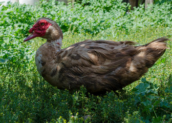 Old muscovy duck portrait on a green background on nature