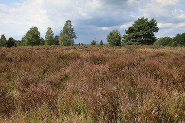 Dicke Gewitterwolken über der blühenden Heidelandschaft