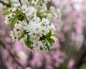 Blooming white cherry on a pink softly blurred background. Swirling, soft background