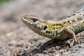 The sand lizard (Lacerta agilis, close-up.  Lizard raised on its paws.