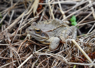 Toad in dry foliage and branches. Macro photo
