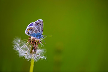 common blue butterfly perching on a dandelion withered seed stems