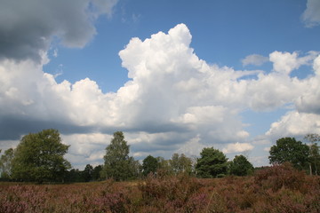 Obraz premium Dicke Gewitterwolken über der blühenden Heidelandschaft