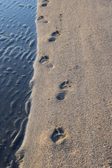 Fußabdrücke im Sand am Meer