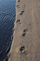 Fußspuren im Sandstrand am Meer