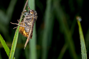 extreme close-up of a butterfly  wet with dewdrops side view