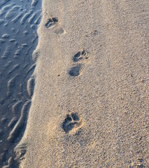 Fußspuren im Sand am Meer