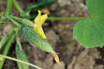Cucumbers growing and blooming in small village greenhouse
