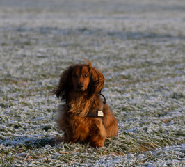 Dackel. Hund