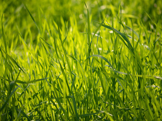Grass Light