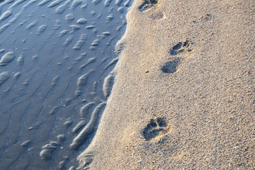 Fußabdrücke im Sand am Meer