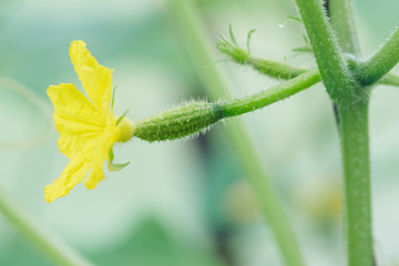 Young little cucumber with yellow flower growing on the branch in greenhouse