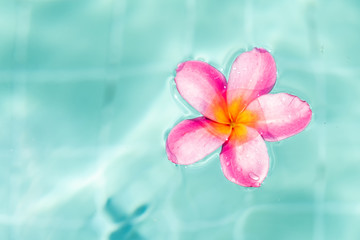 Tropical flower frangipani plumeria, Leelawadee floating in the water. The spa pool. Peace and tranquility.