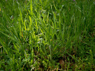 Ray of light grass closeup