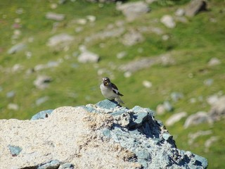A small bird in the Italian Alps in Val di Susa, near the village of 